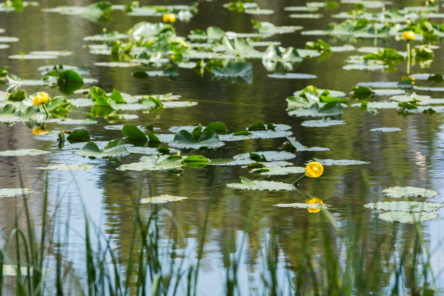 Nymph Lake