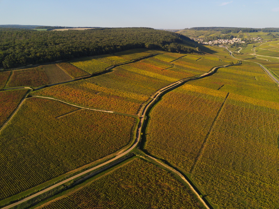 Savigny