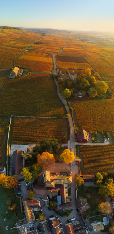 Corton