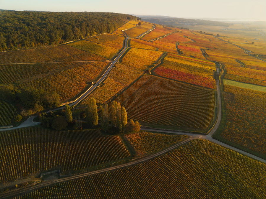 Corton