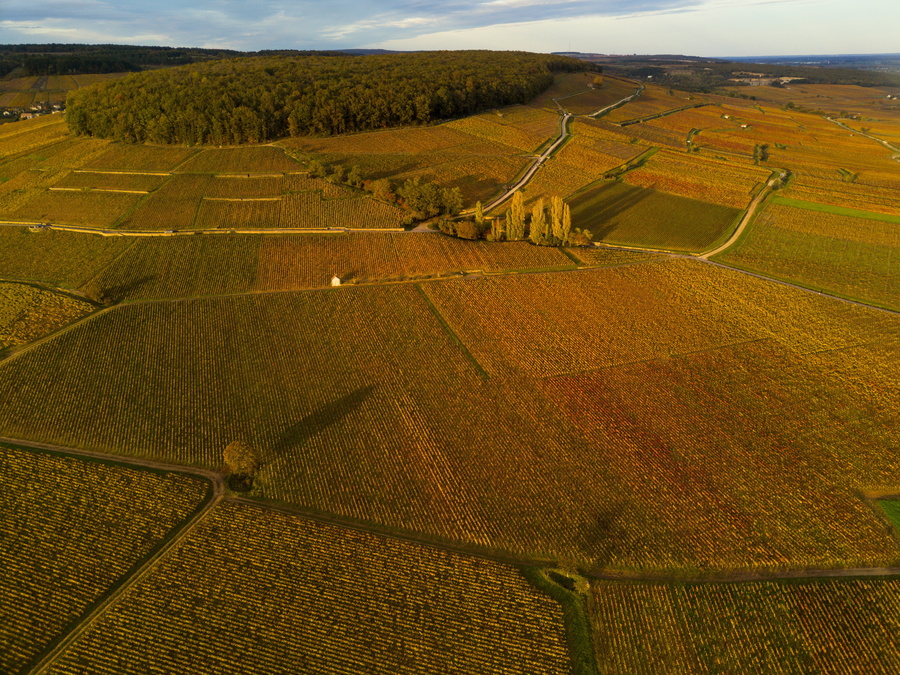 Corton