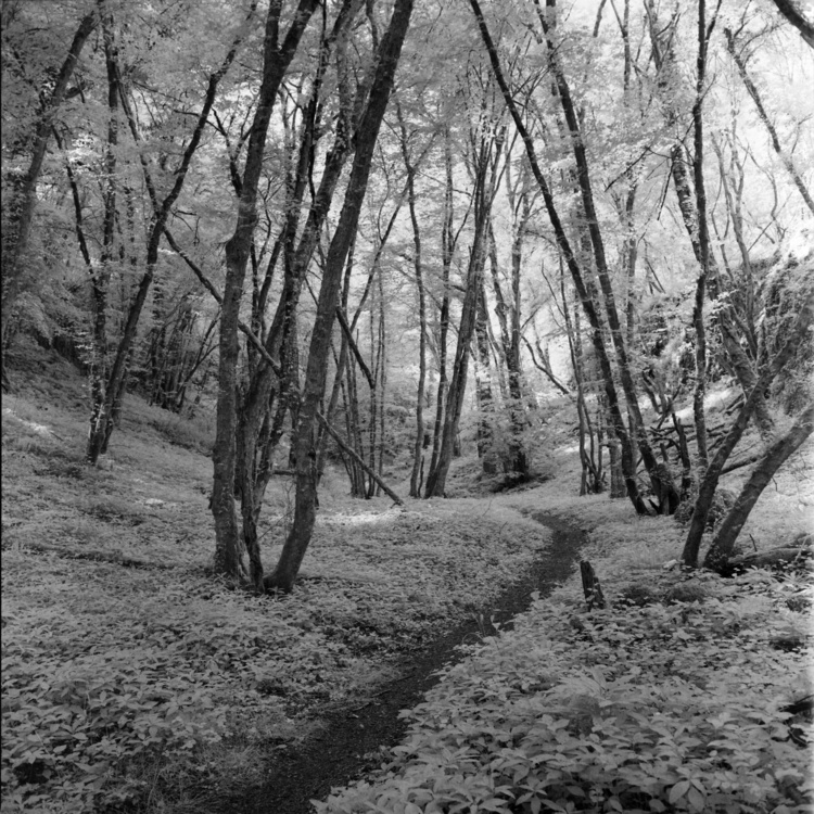 Combe Pommier
