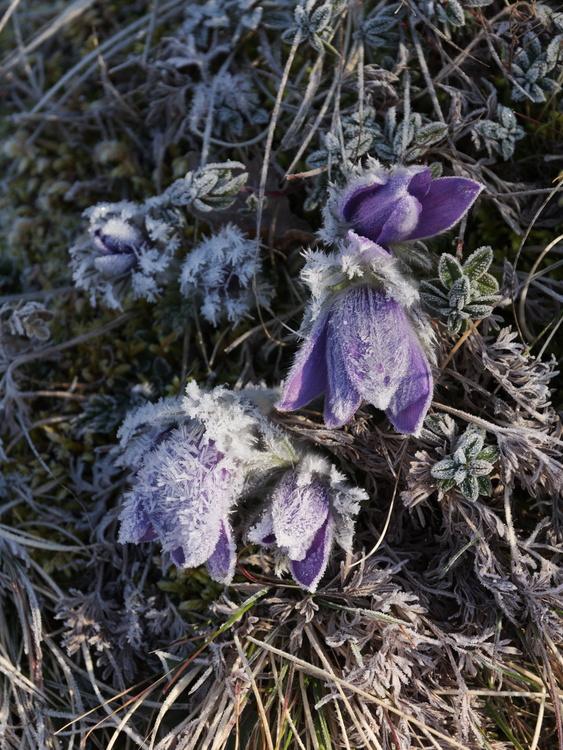 Fleurs gelées