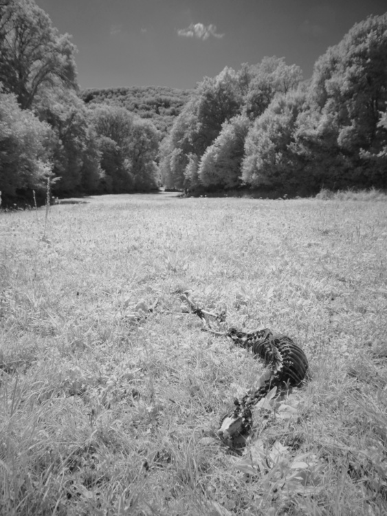Combe à la Vieille