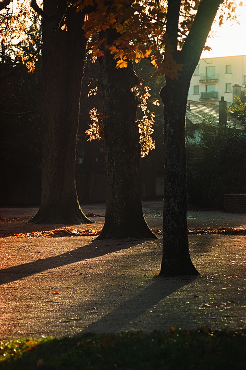 Jardin de l'Arquebuse