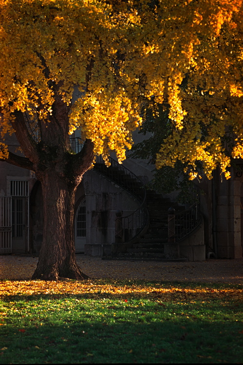 Jardin de l'Arquebuse
