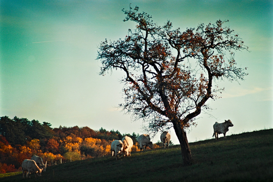 Mavilly-Mandelot