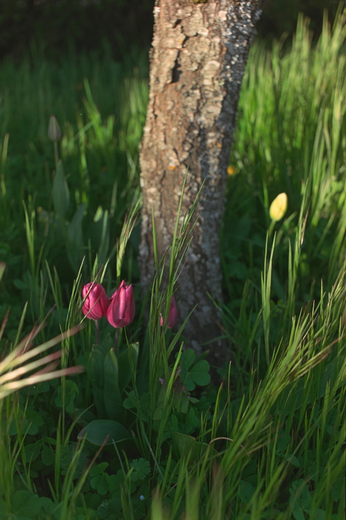 Tulipes