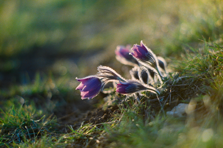Fleurs