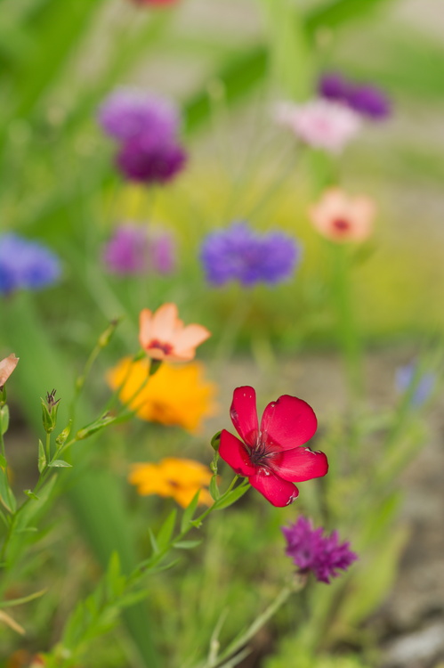 Gazon fleuri