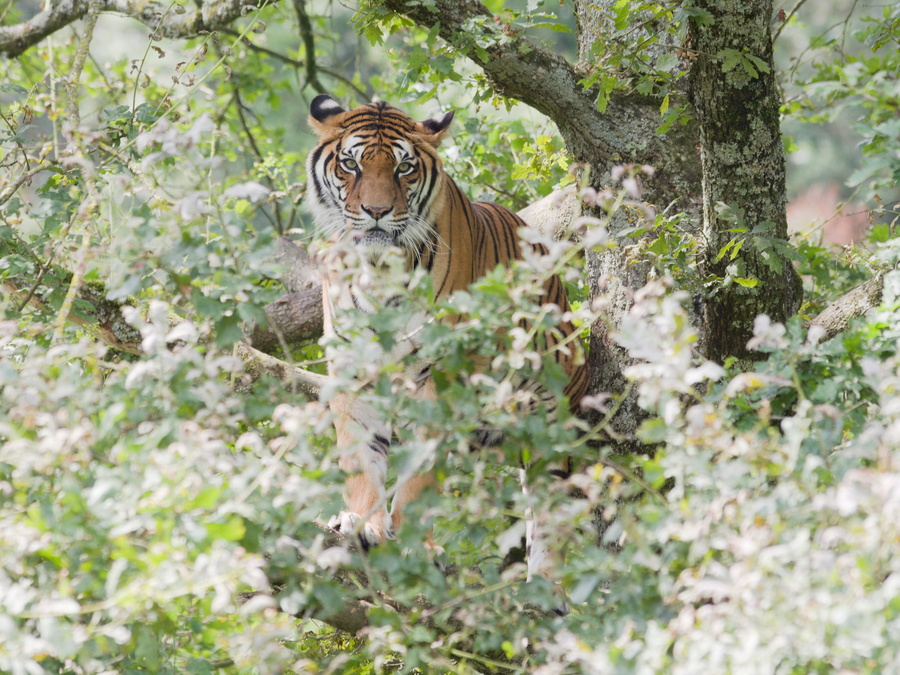 Tigre