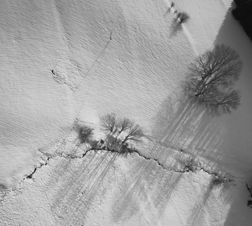 Arbres et neige