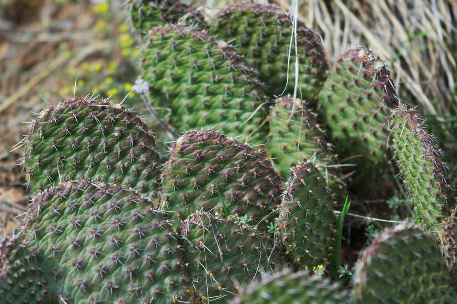Cactus