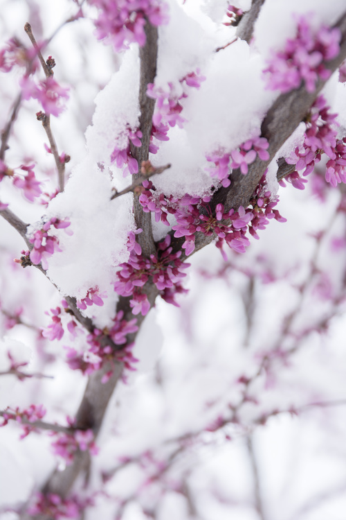 Fleurs