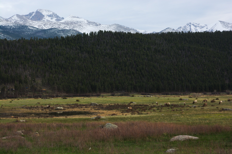 Elks