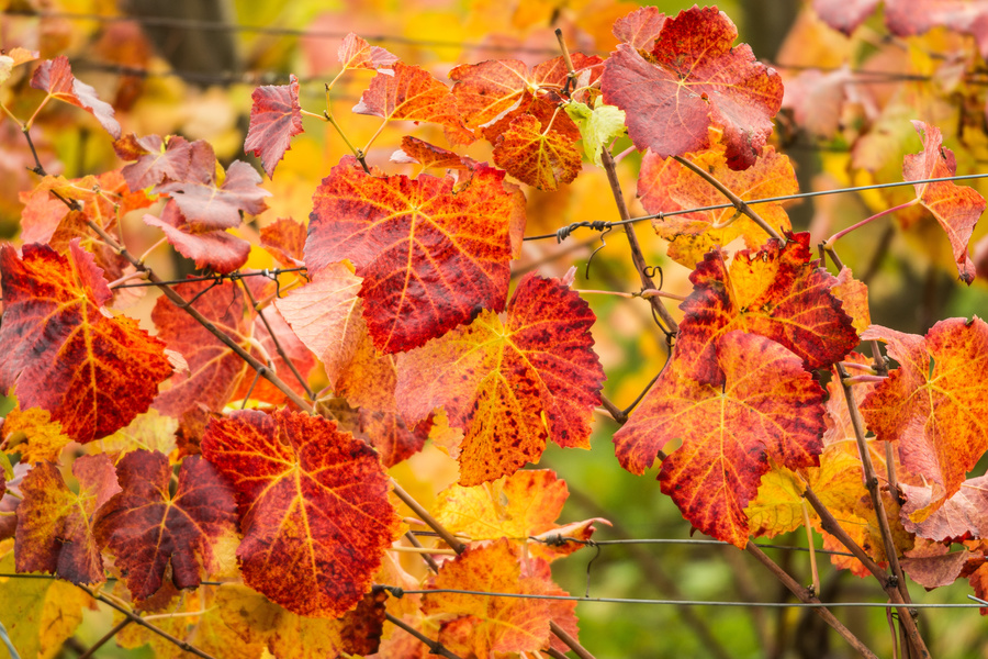 Feuilles