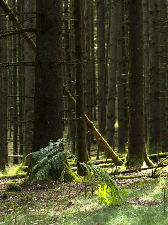 Forêt