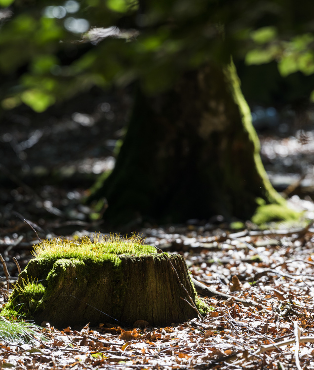 Forêt