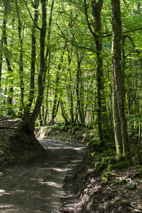 Chemin