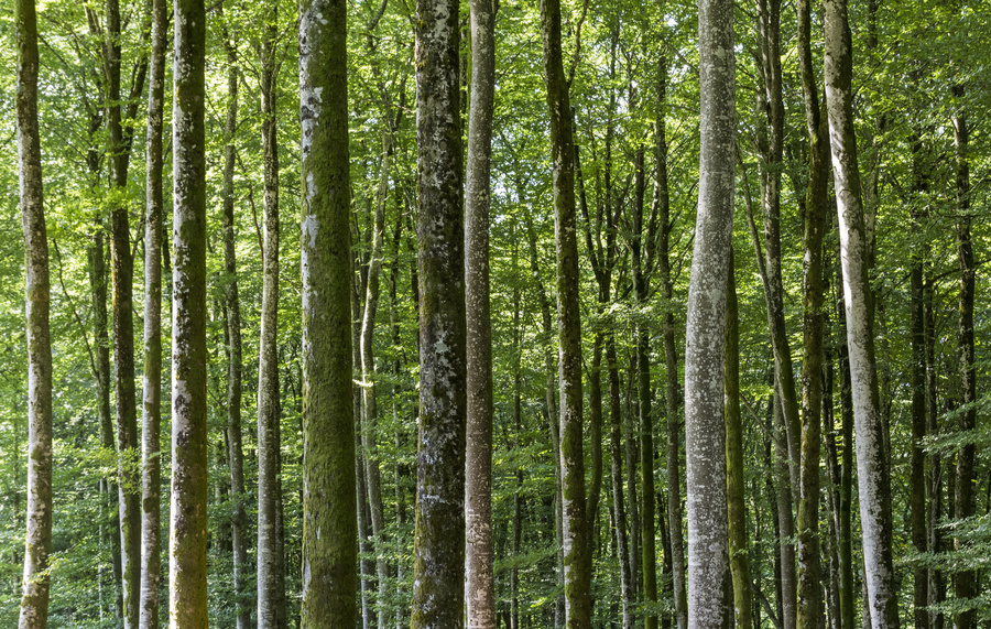 Forêt