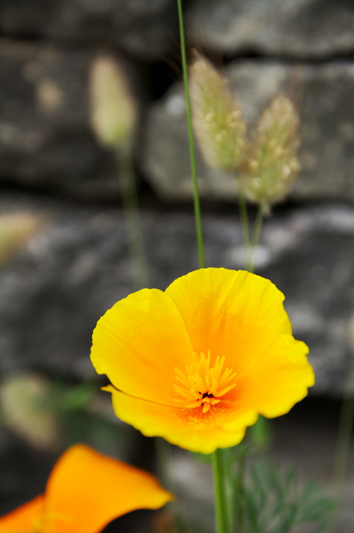 Fleur
