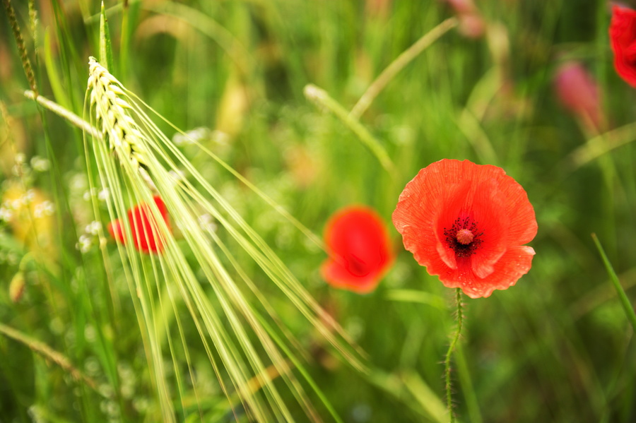 Coquelicot