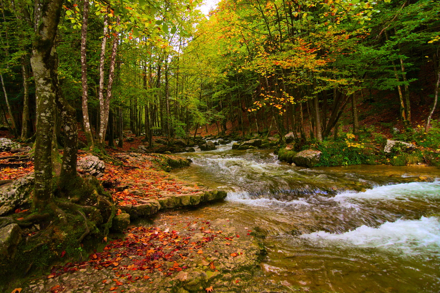Forêt