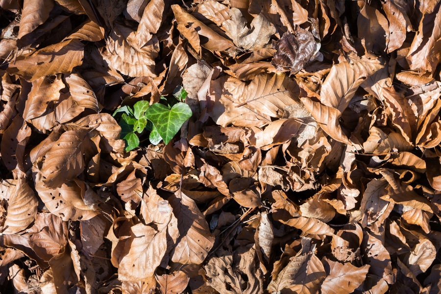 Début de printemps