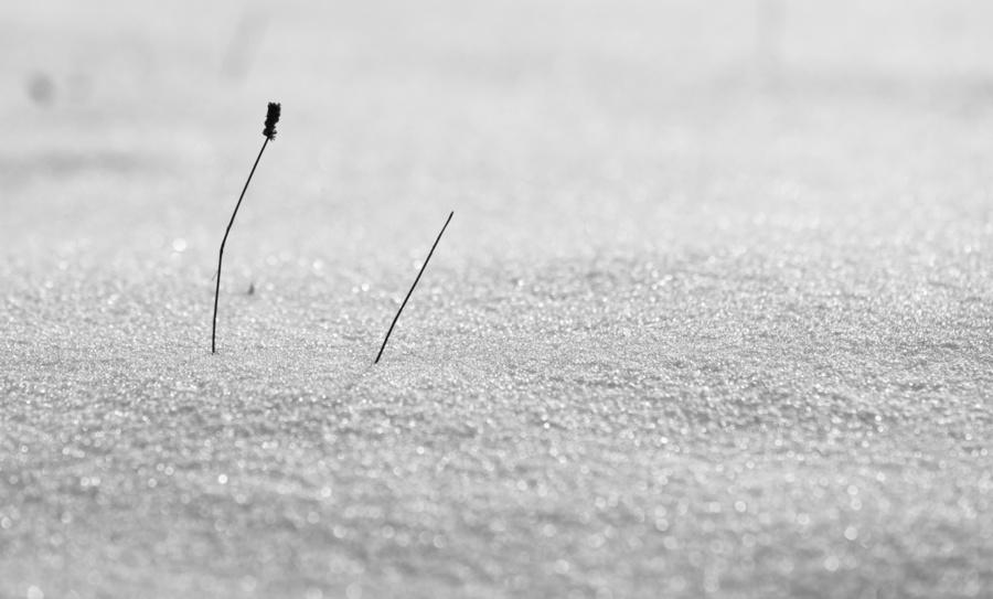 Neige