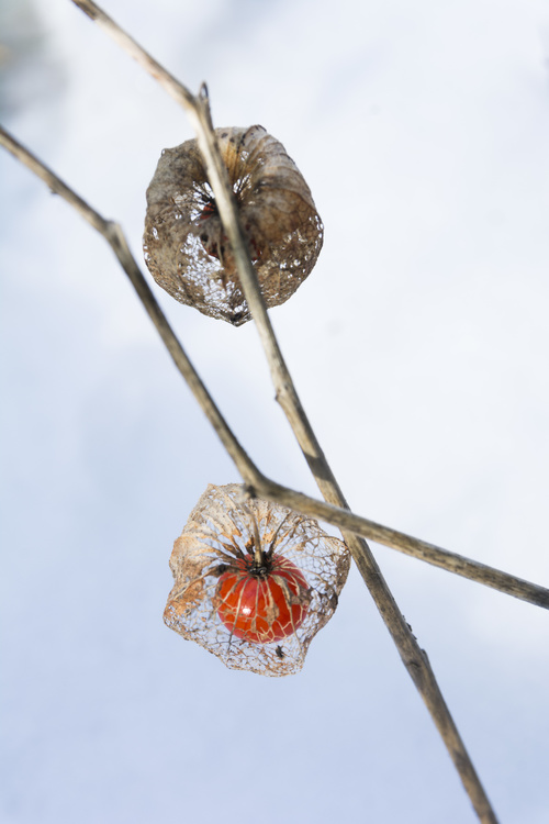 Physalis