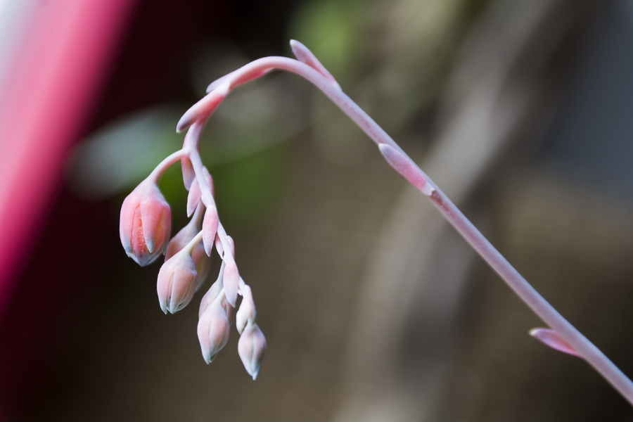 Plante grasse