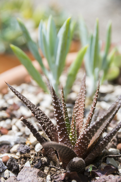 Plantes grasses