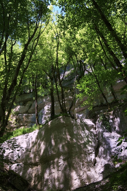Sous-bois
