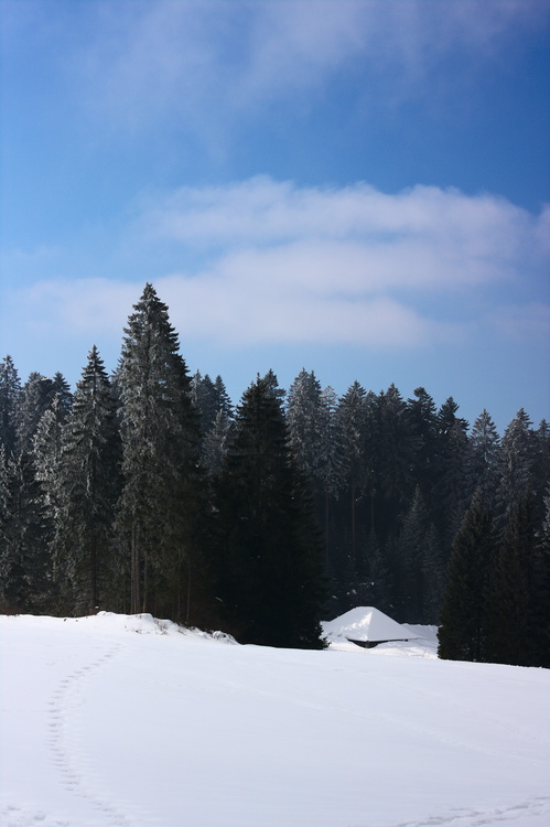 Pic-nique