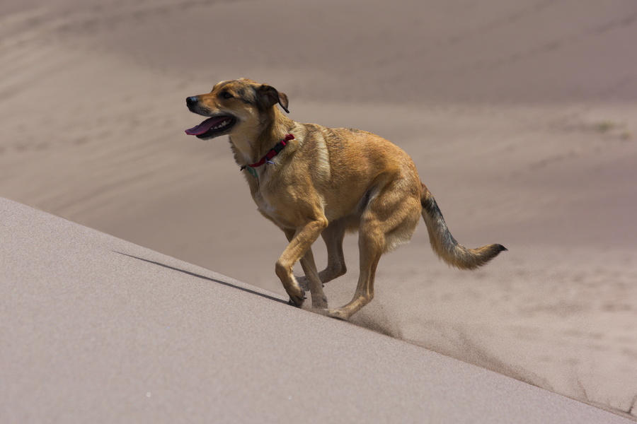 Chien