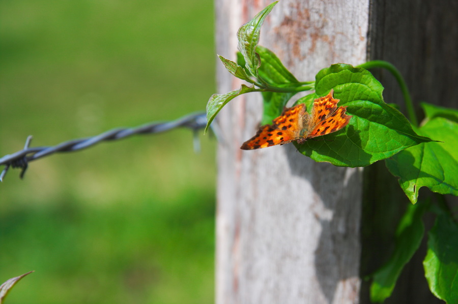 Papillon