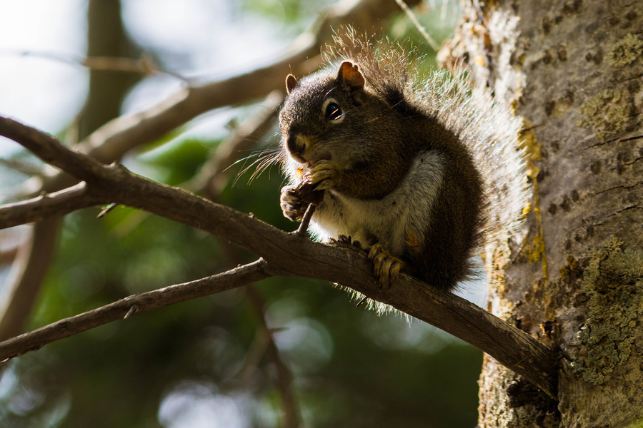 Squirrel