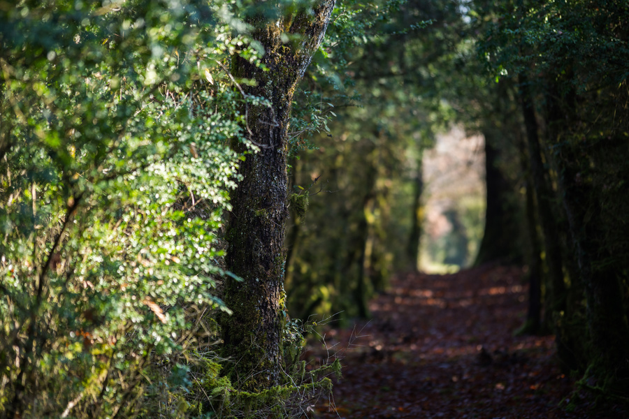 Chemin