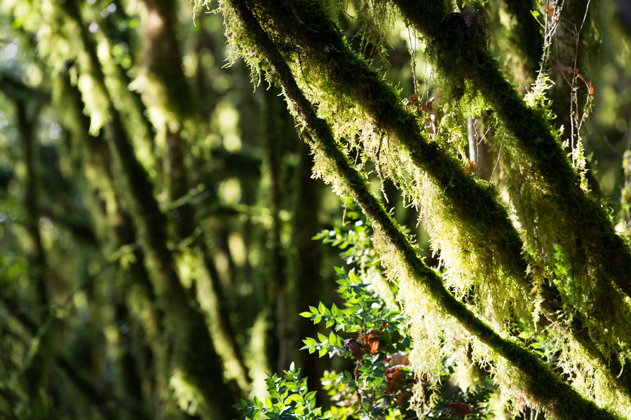 Lichen
