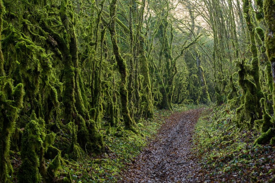 Lugubre chemin
