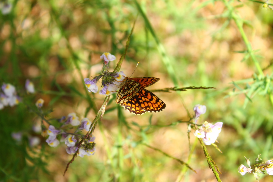 Papillon