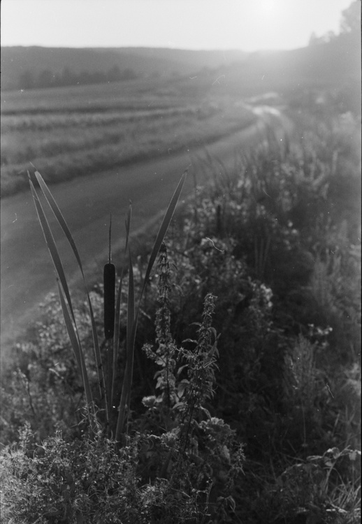 Chemin de vigne