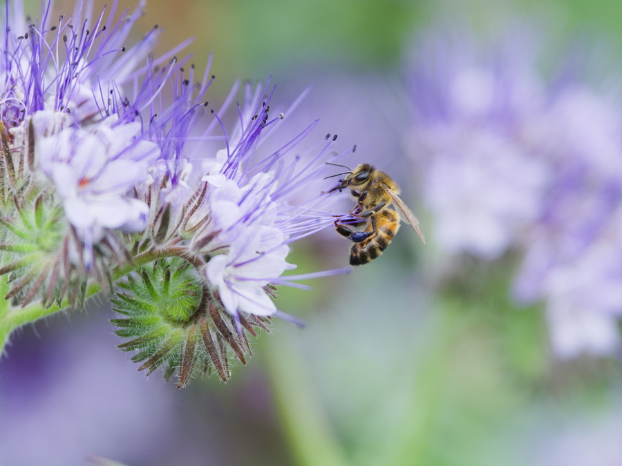 Abeille