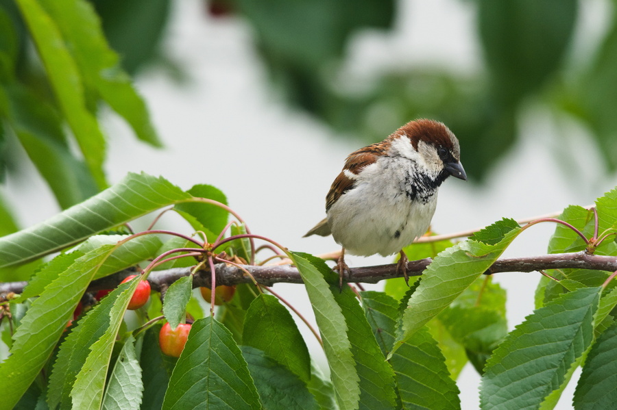 Moineau