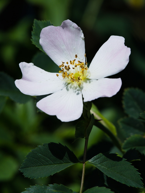 Aubépine