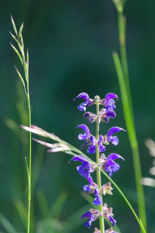 Fleur