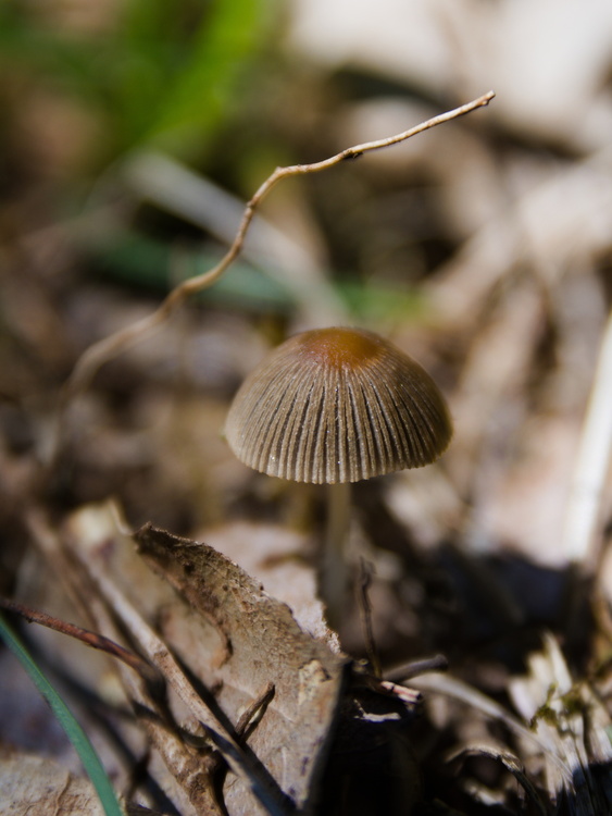 Champignon