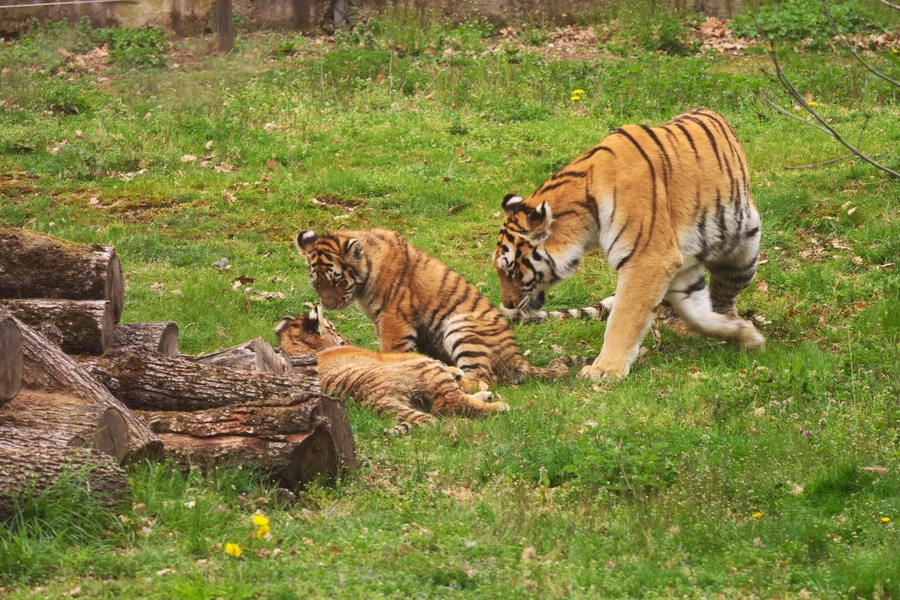 Tigres