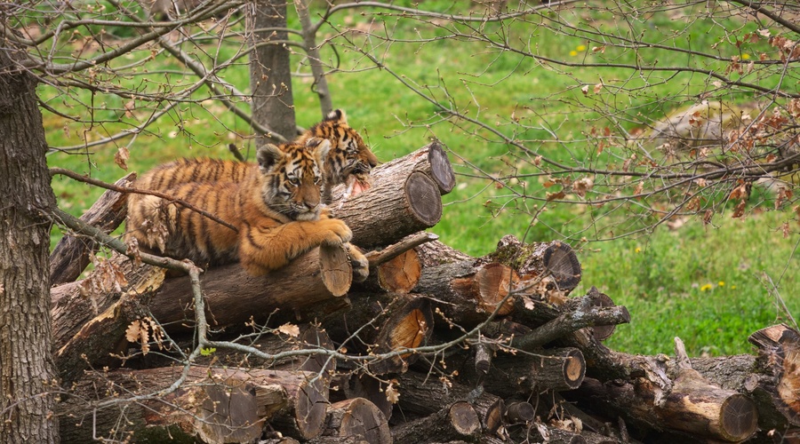 Tigres