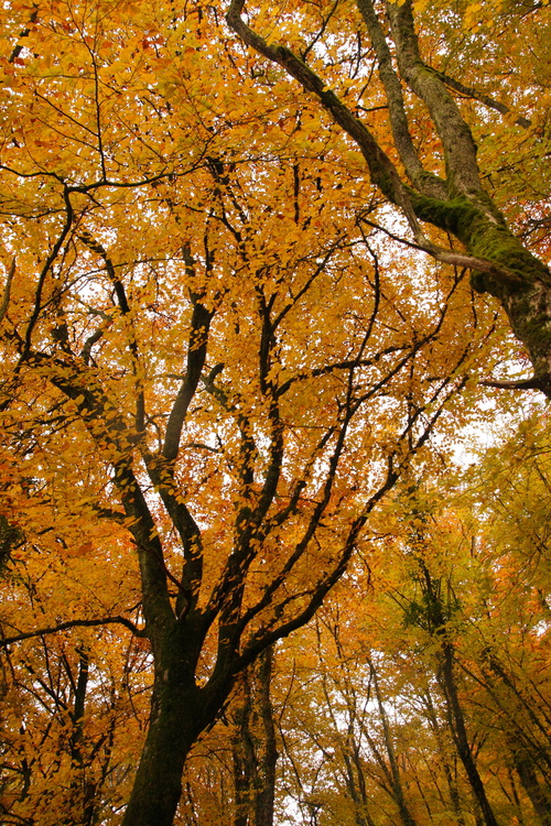 Automne...